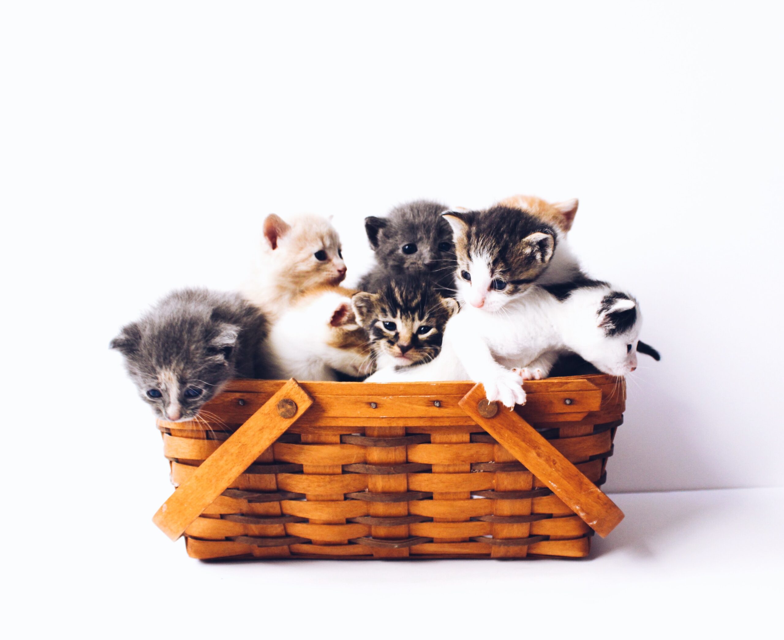 Basket of kittens