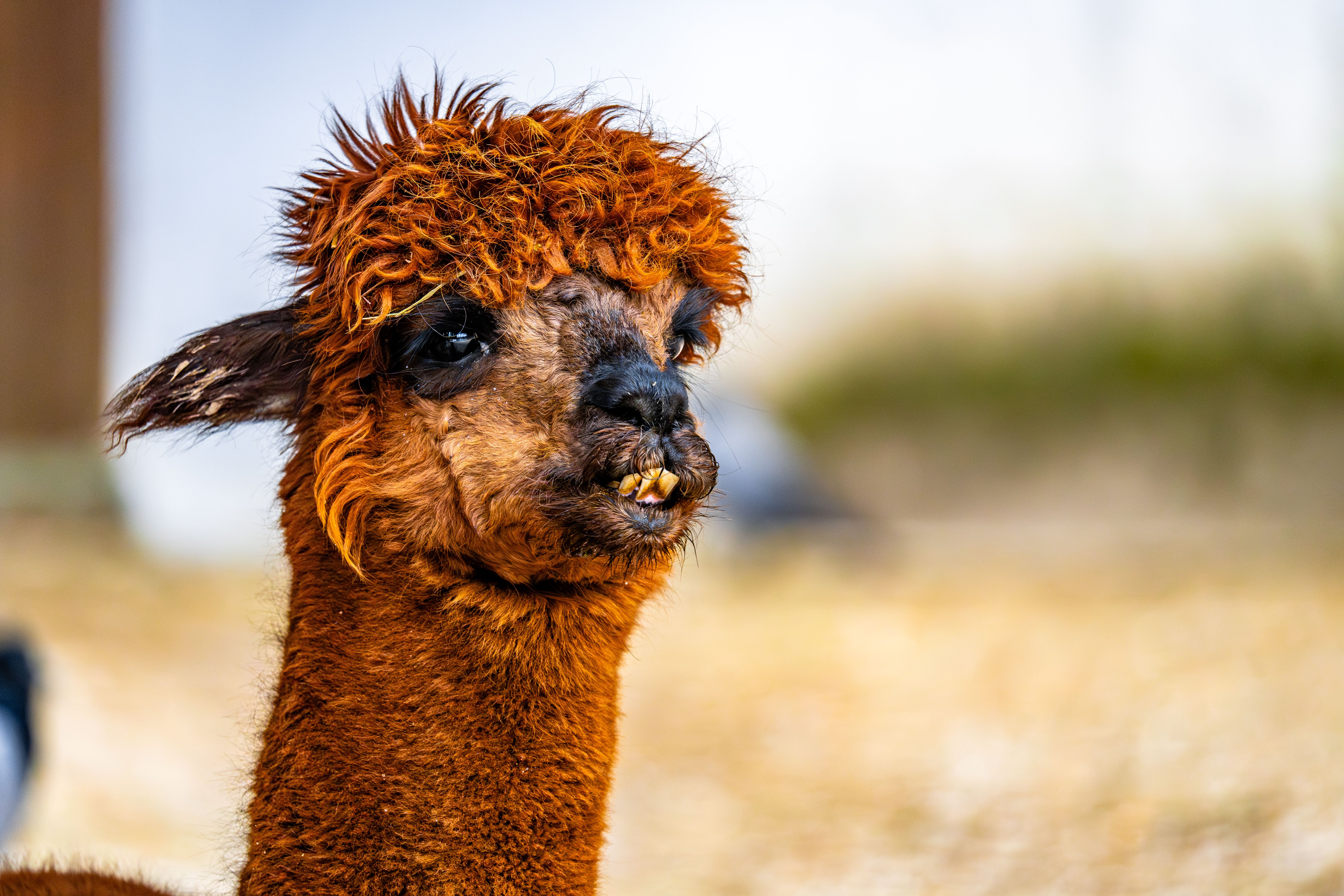 Lively portrait of a brown alpaca showcasing unique features and expressive gaze.
