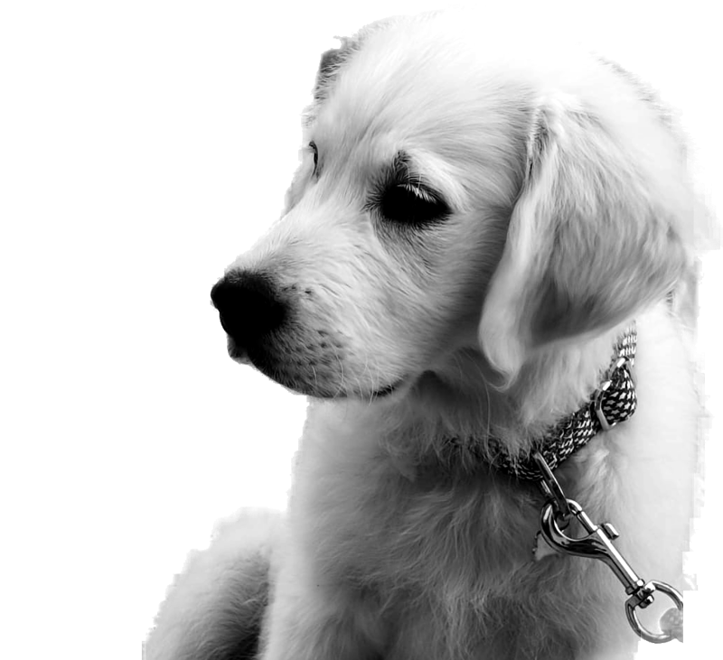 Custard, Delivered Social's Chief Distraction Officer