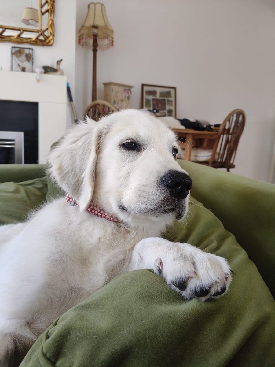 Custard relaxing on his bed
